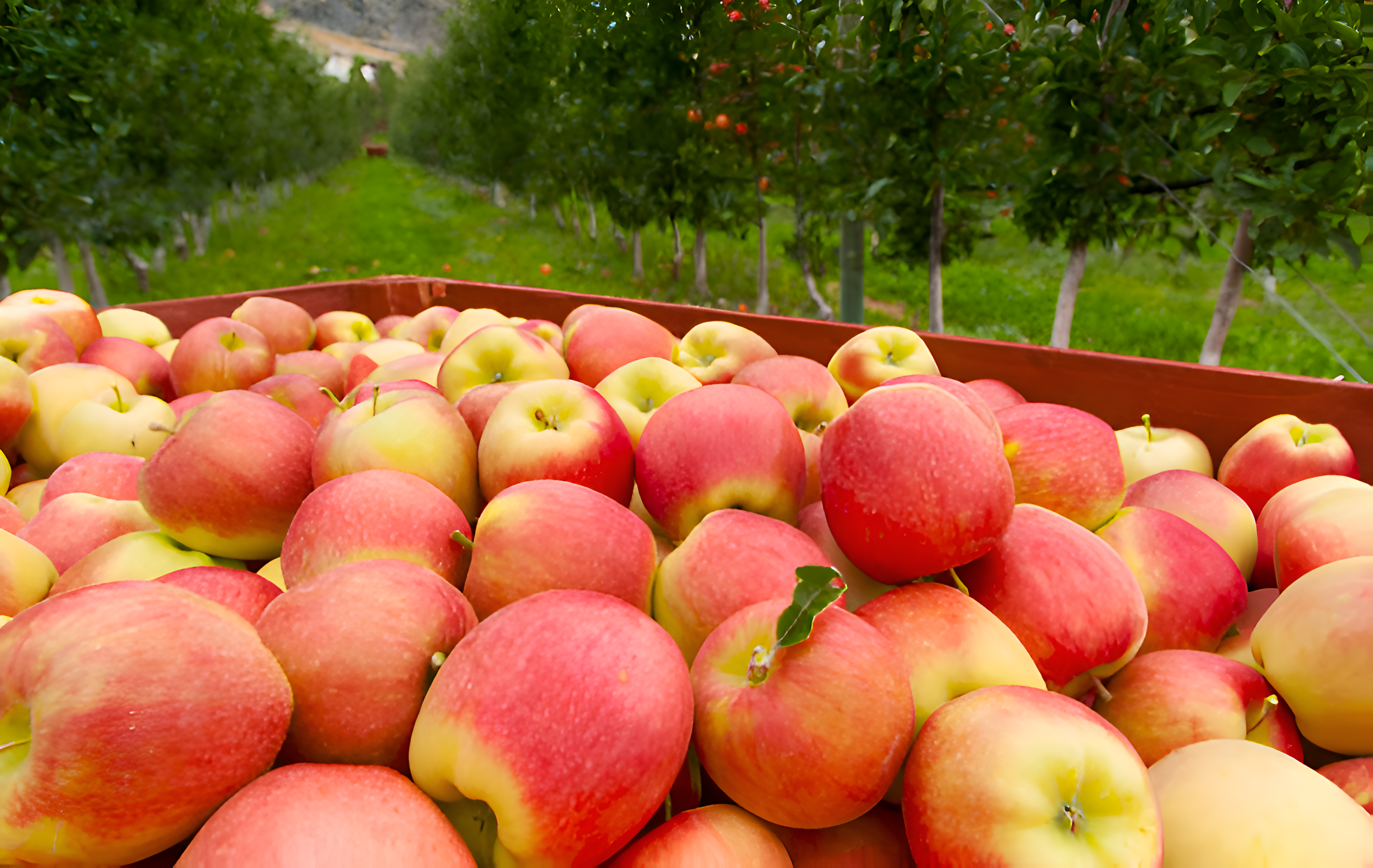 Gala Apple