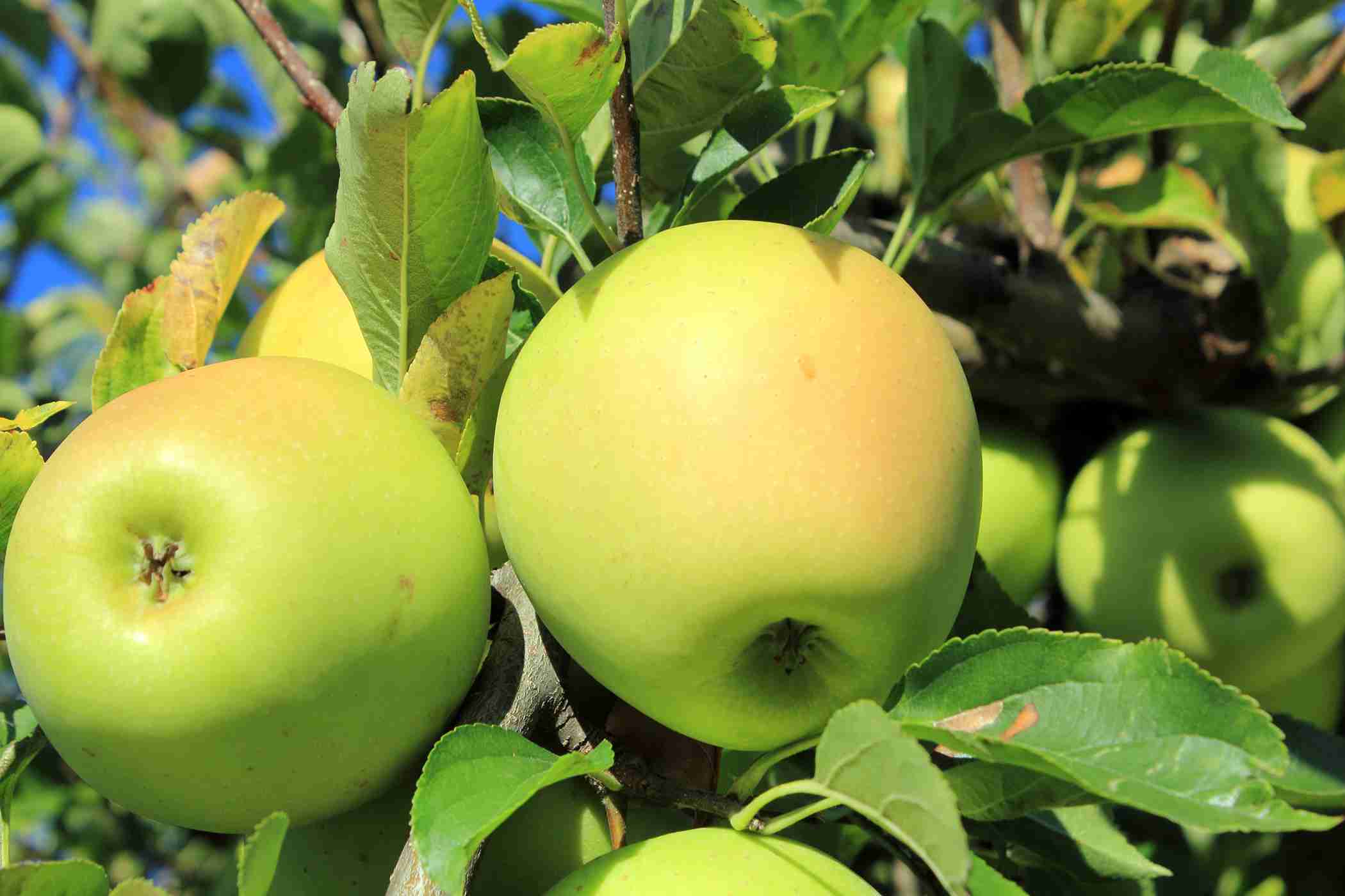 Golden Delicious Apple