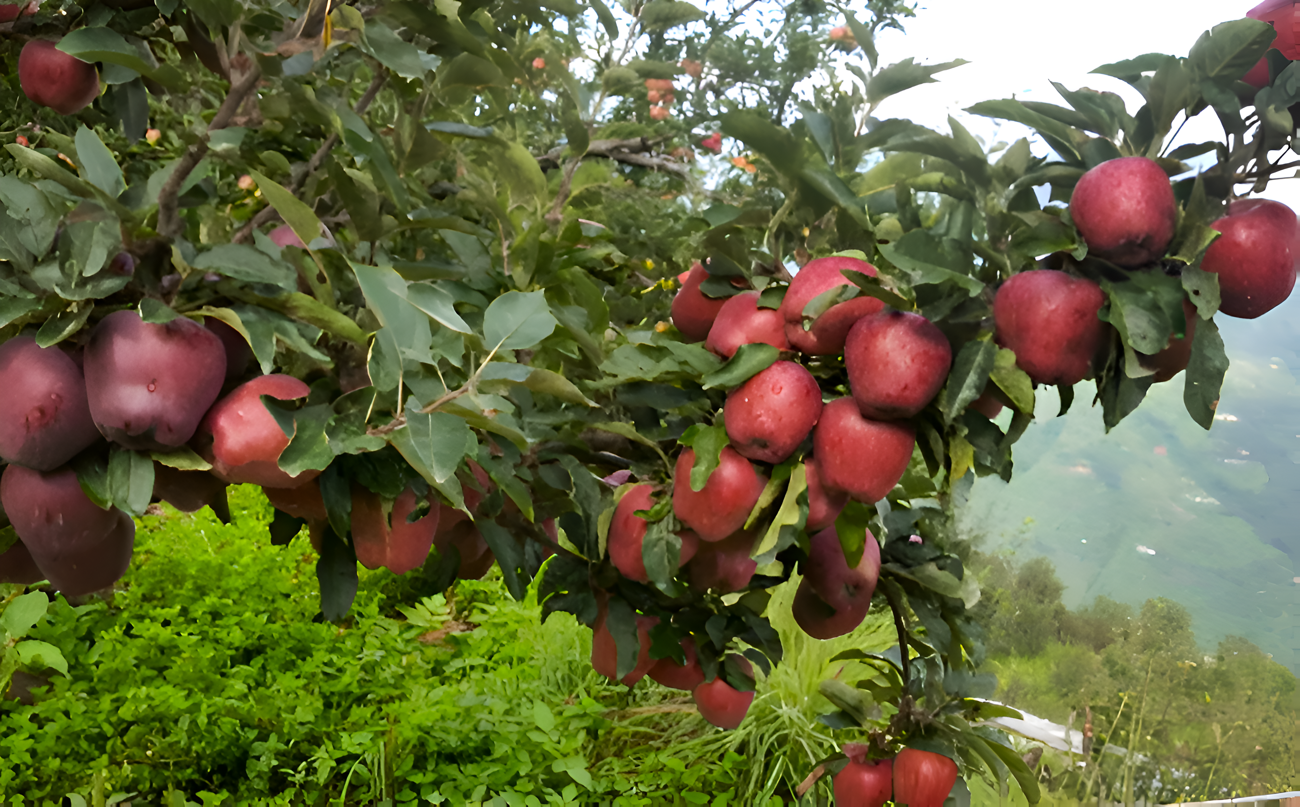 Kulu Apple