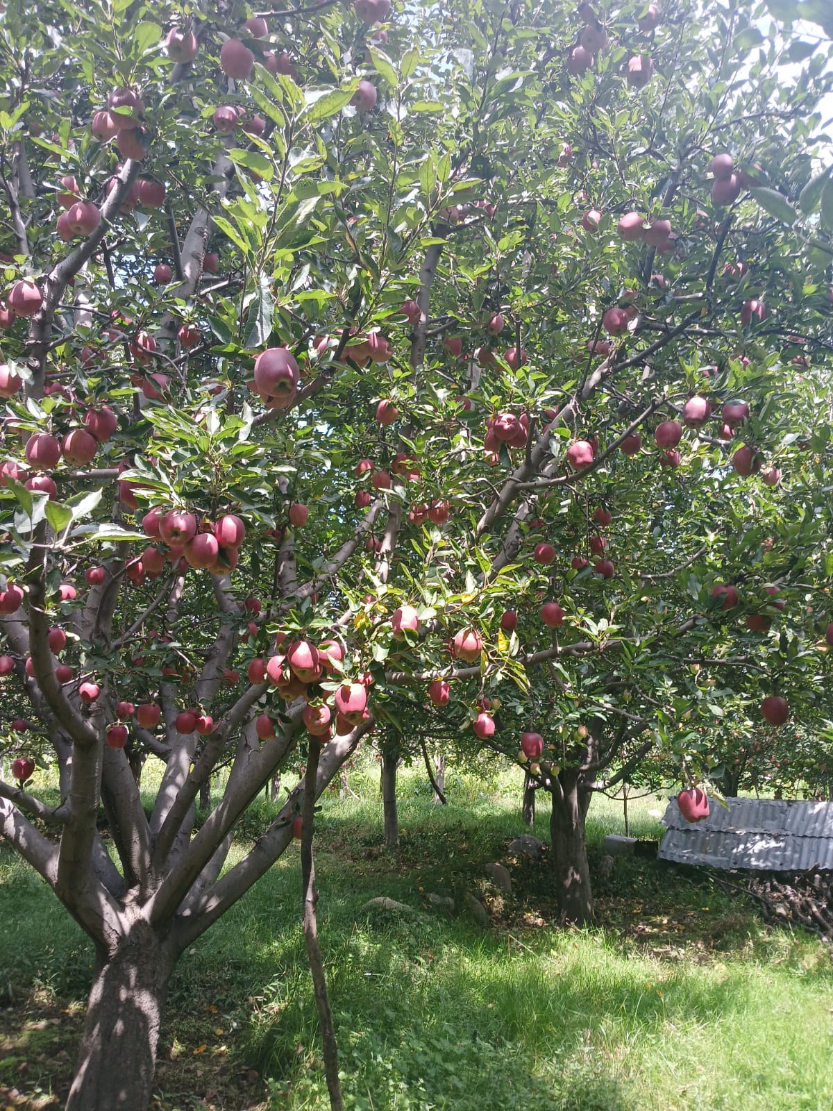 Fruit Farm