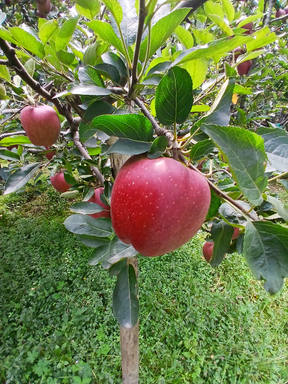 Fruit Farm
