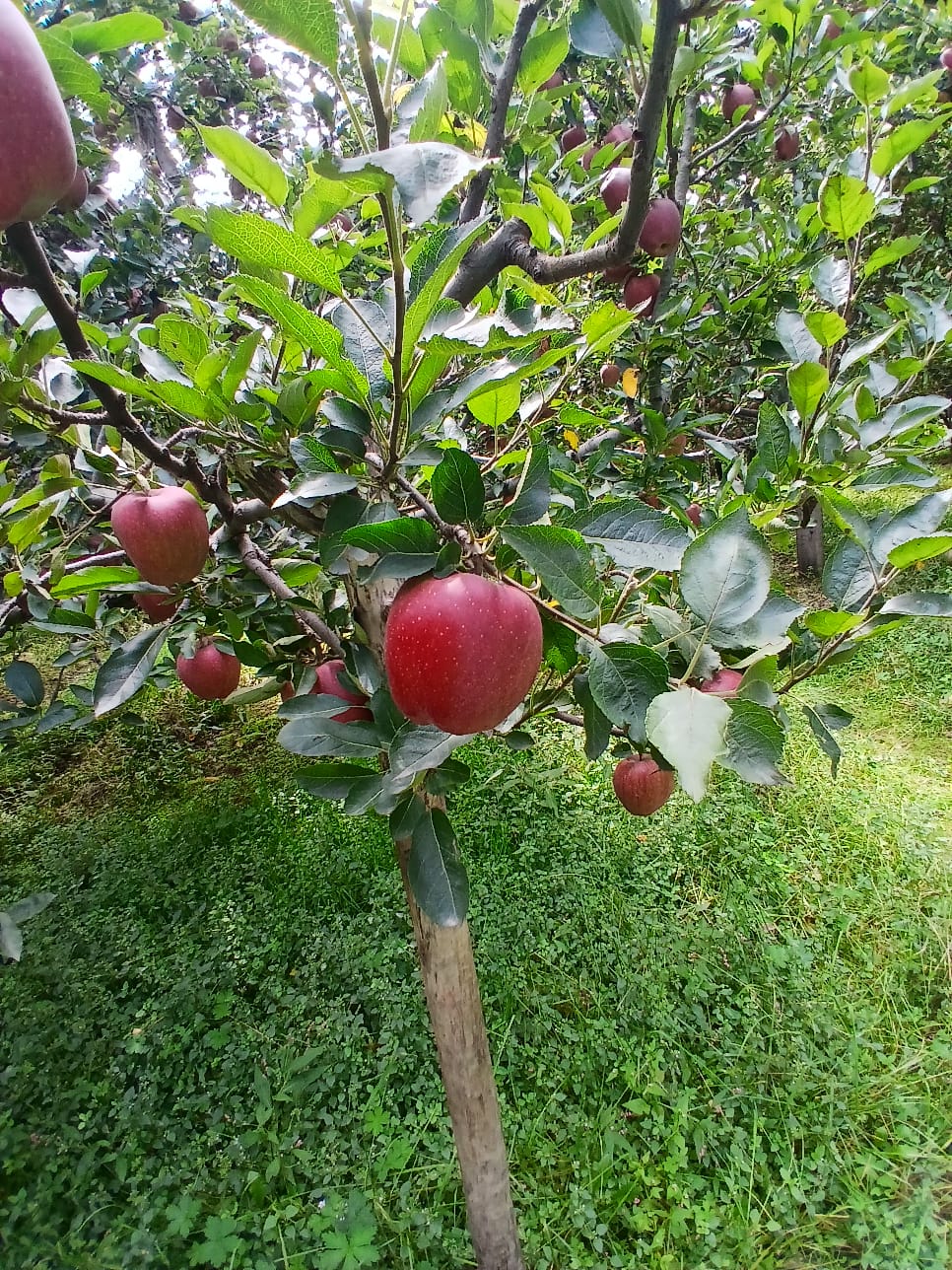 Fruit Farm