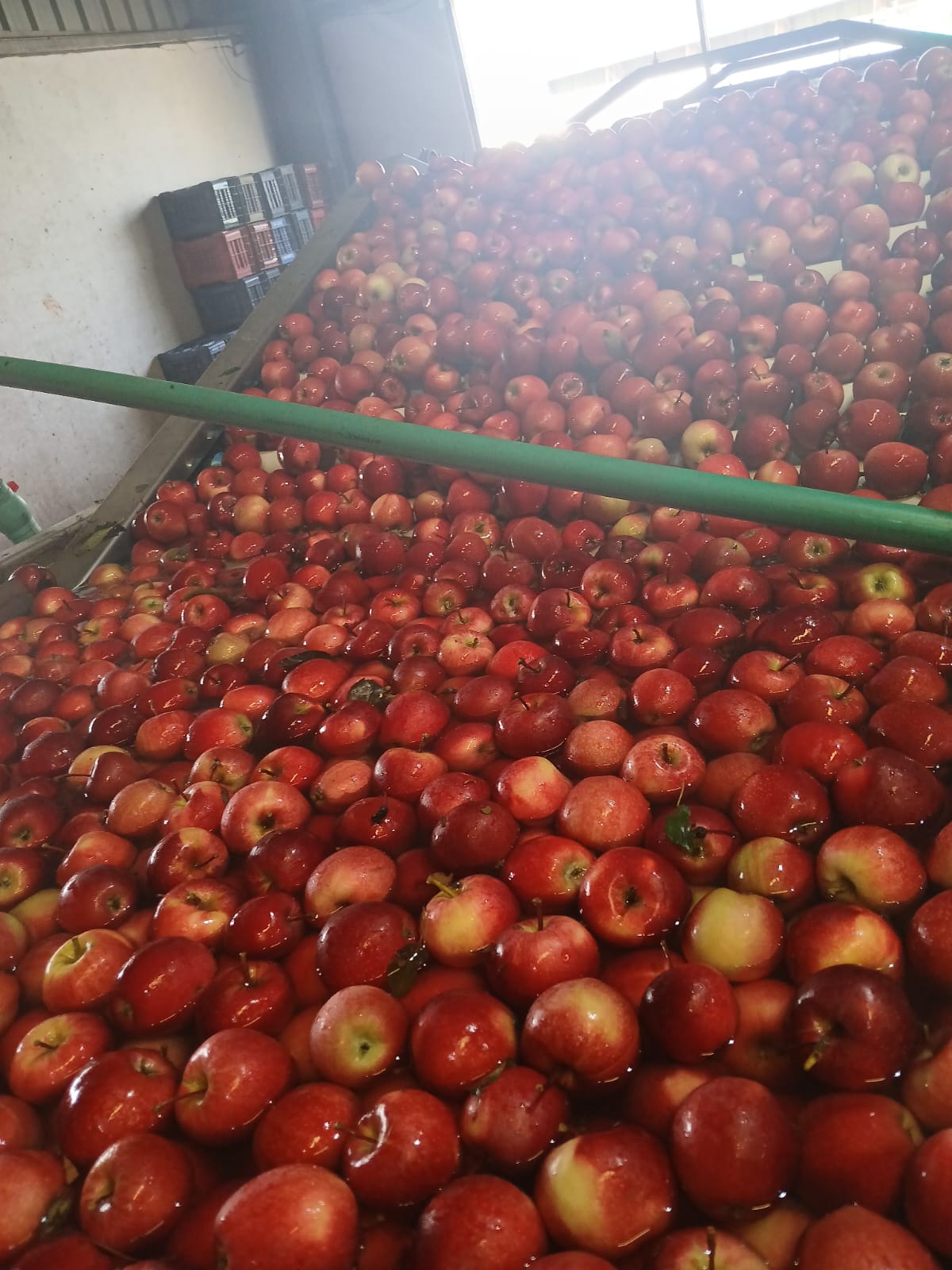 Fruit Farm