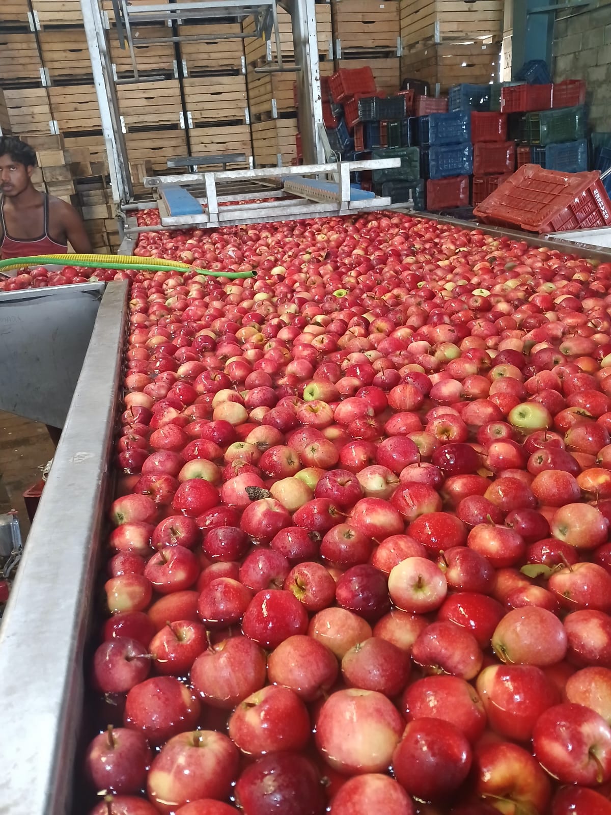 Fruit Farm