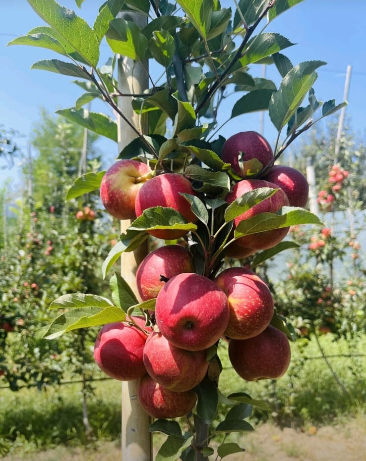 Fruit Farm