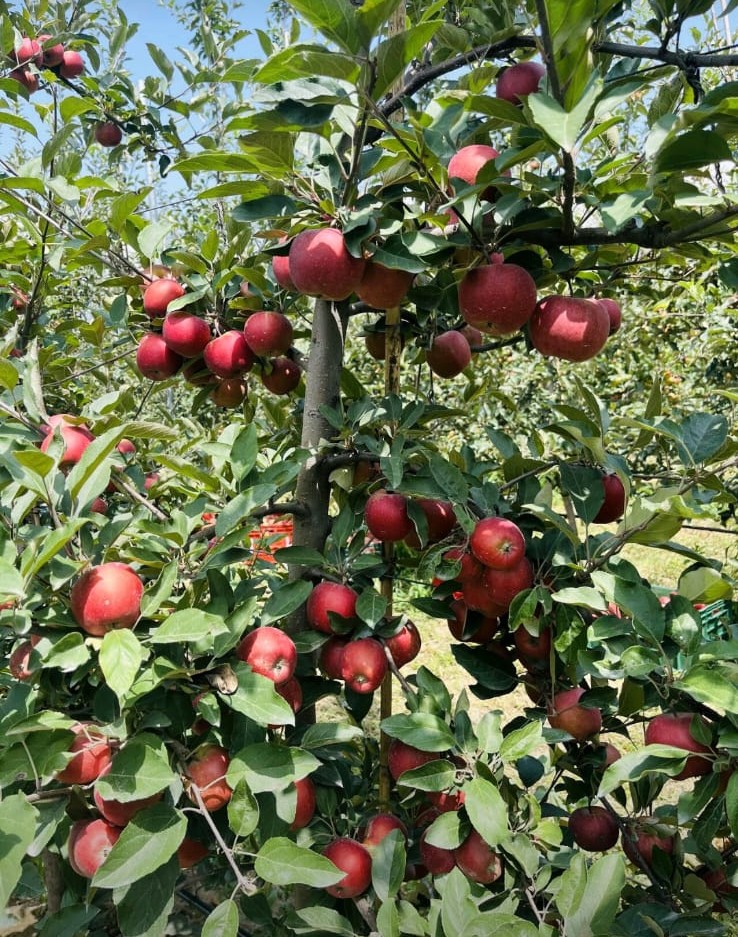 Fruit Farm