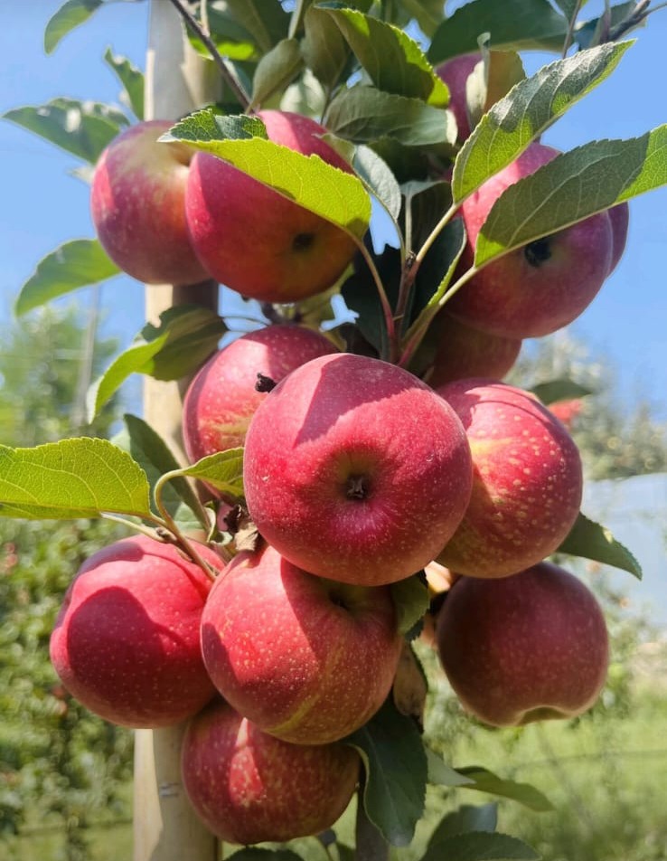 Fruit Farm
