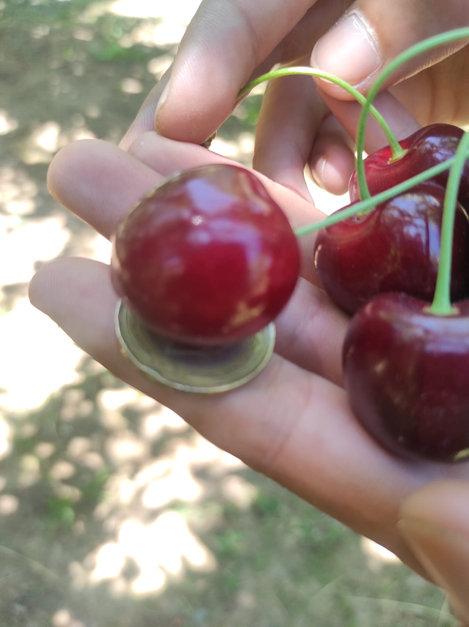 Fruit Farm