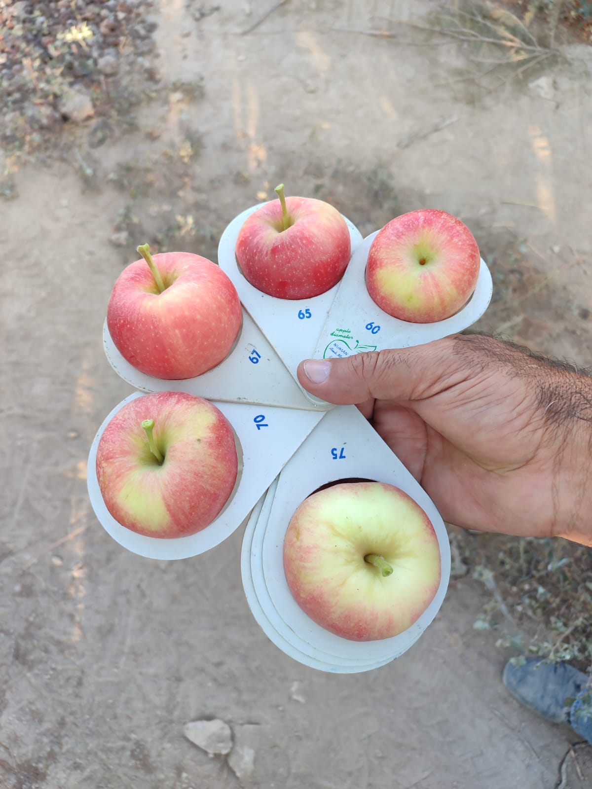 Fruit Farm