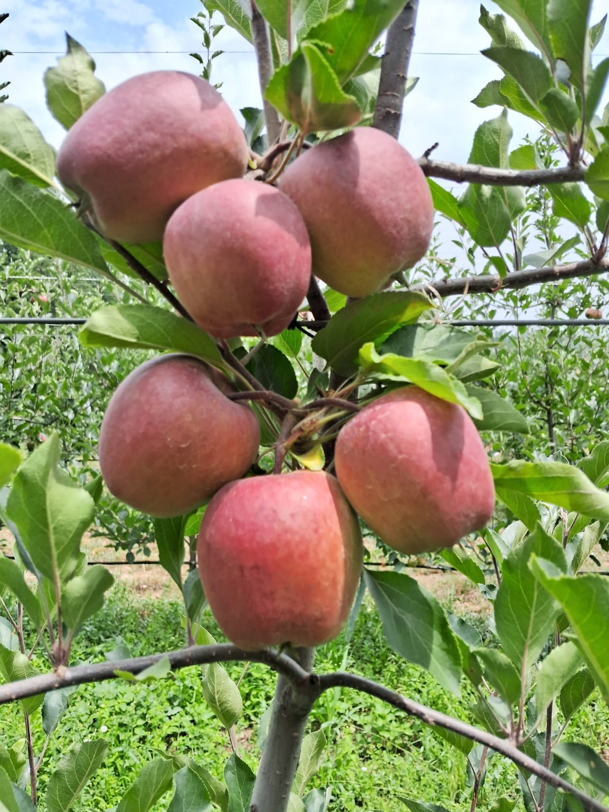 Fruit Farm