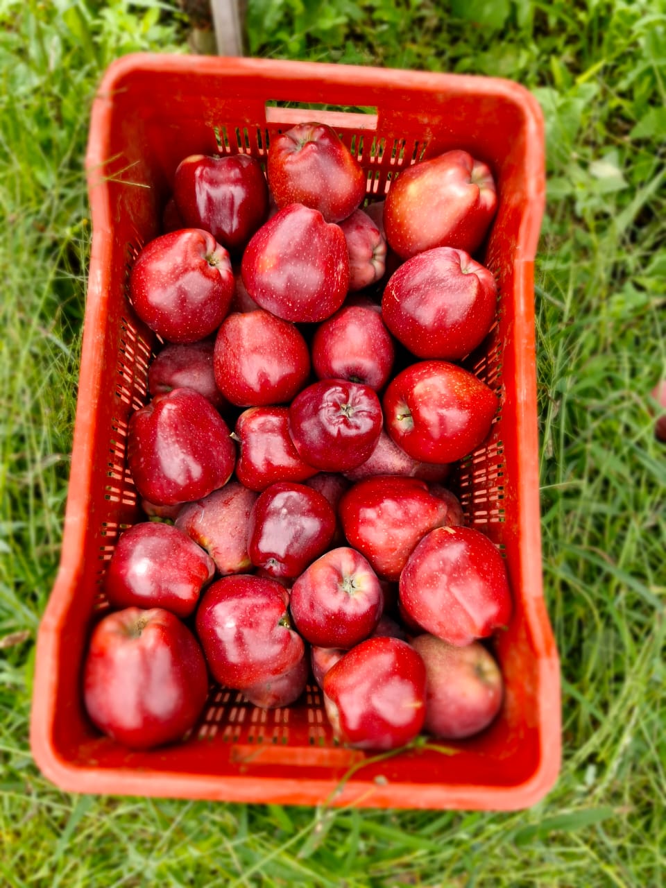 Fruit Farm