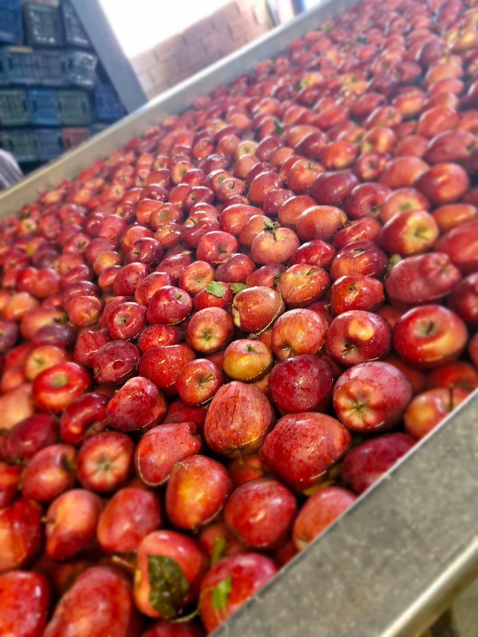 Fruit Farm