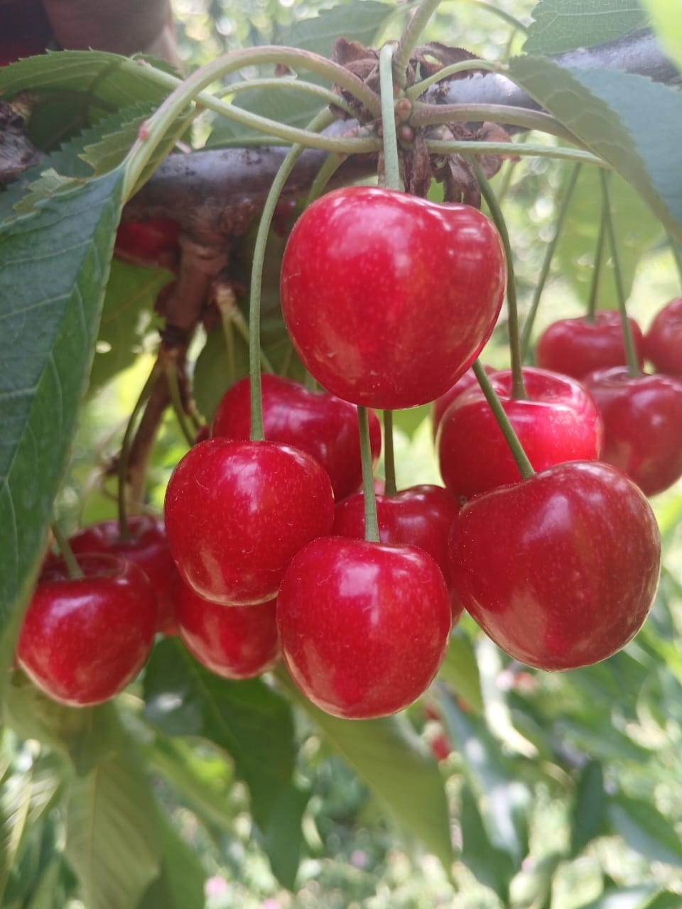 Fruit Farm