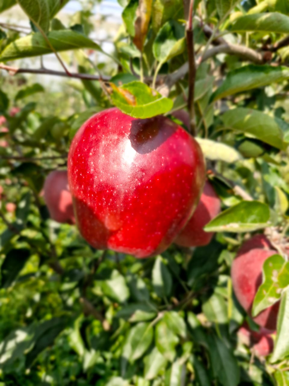 Fruit Farm