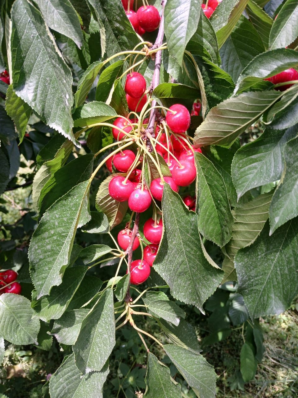 Fruit Farm