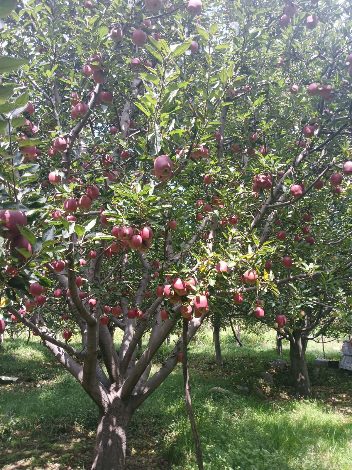 Fruit Farm